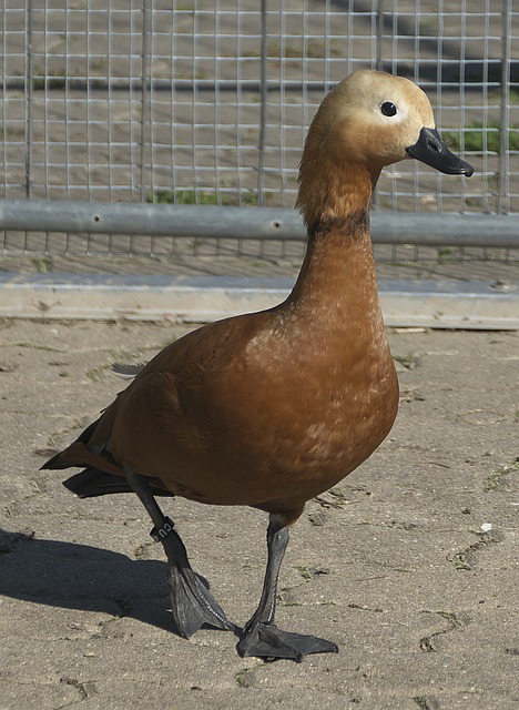 麻烦