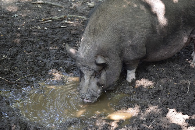场化扩展 场化扩展